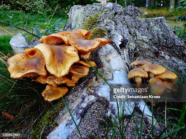 mushrooms on a stump in the woods, sweden - arboga stock pictures, royalty-free photos & images