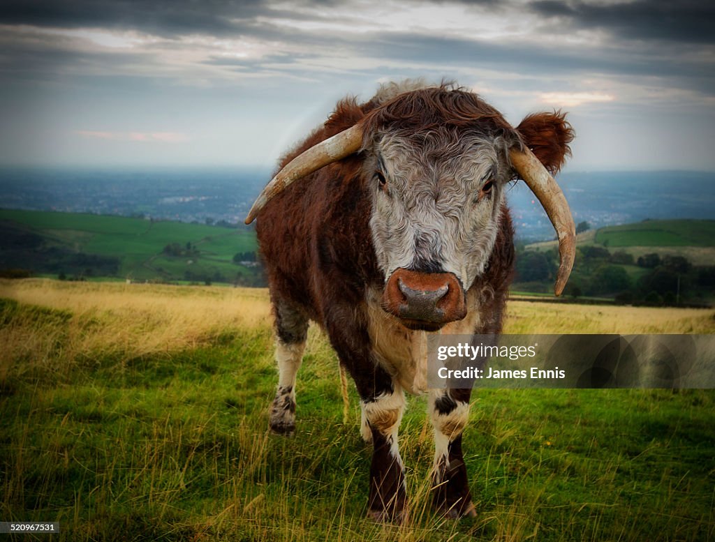 English Longhorn Bull