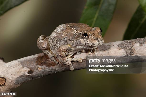 canyon tree frog on branch - canyon tree frog stock pictures, royalty-free photos & images