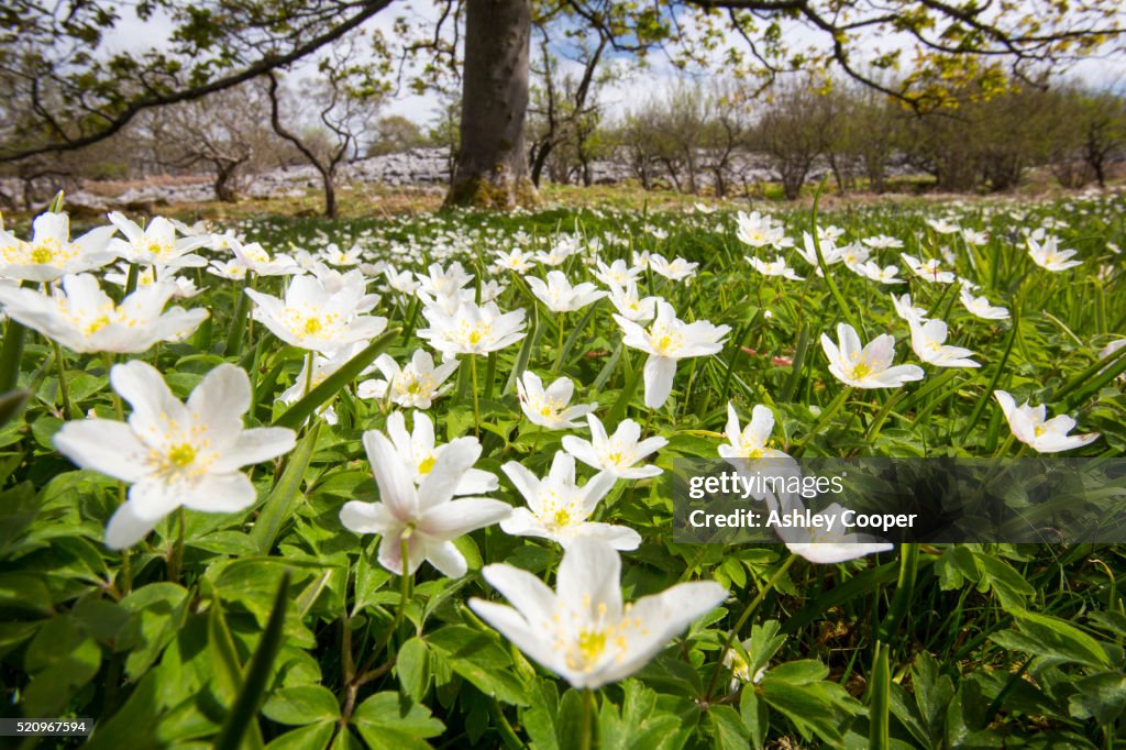 Wood Anemone (Anemone nemorosa) growing in Oxenber Woods above Austwick in the Yorkshire Dales