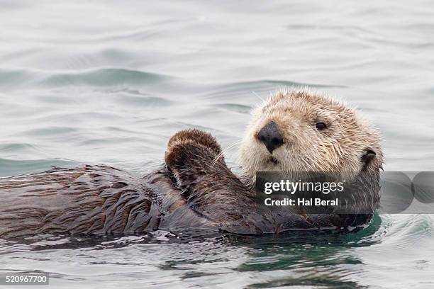 southern sea otter - sea otter fotografías e imágenes de stock