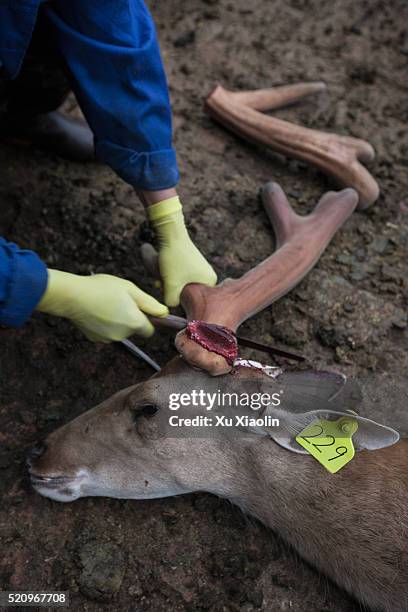 deer antler farming - sikahert stockfoto's en -beelden