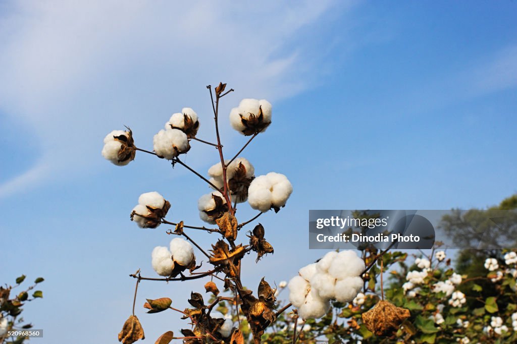 Cotton in farm, Idar, Gujarat, India