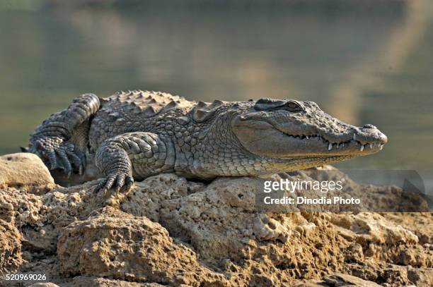 indian marsh crocodile crocodylus palustris basking on rock, chambal, rajasthan, india - crocodile ストックフォトと画像