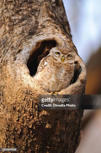 spotted owlet athene brama staring from nest in tree, ranthambore national park, rajasthan, india - ranthambore national park stock-fotos und bilder