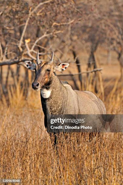 indian antelopes male nilgai boselaphus tragocamelus, ranthambore national park, rajasthan, india - antilop bildbanksfoton och bilder