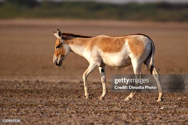 indian wild ass equus hemionus khur in dry habitat of rann of kutch, gujarat, india - paardachtigen stockfoto's en -beelden