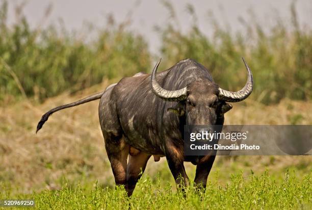 wild asiatic buffalo male bubalus arnee, assam, india - wasserbüffel stock-fotos und bilder