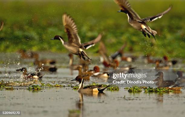 ducks flying over water, magudi wetlands, assam, india - assam stock pictures, royalty-free photos & images