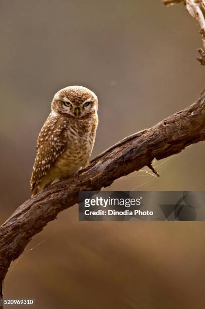 spotted owlet athene brama staring, keola deo ghana national park, bharatpur, rajasthan, india - owlet stock pictures, royalty-free photos & images