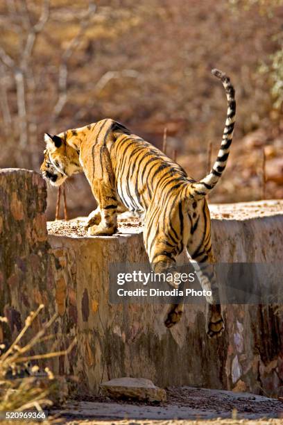 tiger panthera tigris tigris jumping over cemented anicut, ranthambore national park, rajasthan, india - ranthambore national park bildbanksfoton och bilder