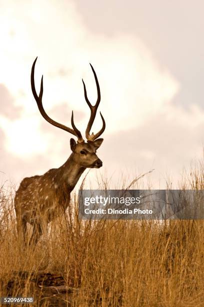 male spotted axis deer axis axis, ranthambore national park, rajasthan, india - ranthambore national park stock-fotos und bilder