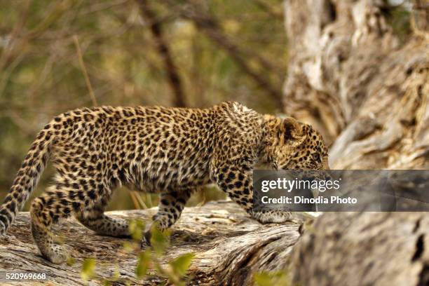 leopard cub panthera pardus, ranthambore national park, rajasthan, india - leopard cub stock pictures, royalty-free photos & images