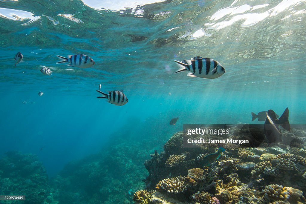 Reef fish on the Great Barrier Reef