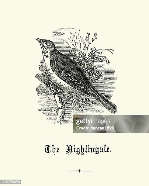 stockillustraties, clipart, cartoons en iconen met birds - nightingale - nightingale bird