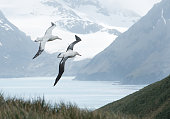 Pair of wandering albatrosses flying above grassy hill
