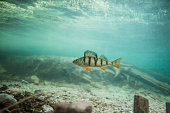 Perch swimming underwater