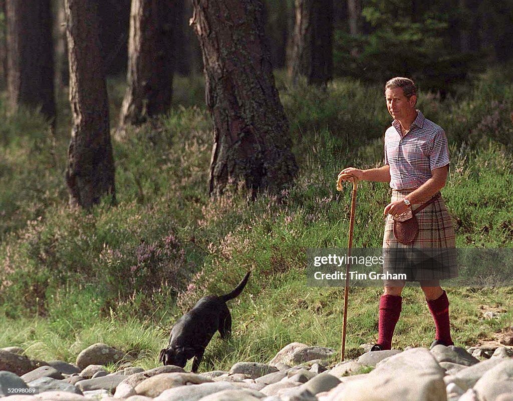 Charles Ladbrador Dog