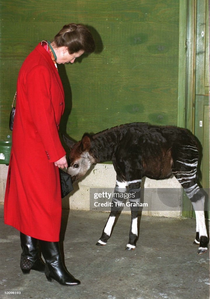Anne With Okapi