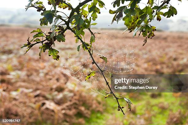 exmoor national park, dunkery hill - autumn exmoor stock pictures, royalty-free photos & images