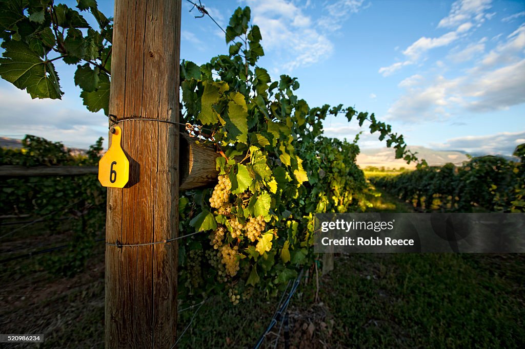 A grape vineyard and grape vines near Palisade, Colorado