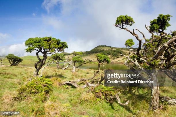 highlands of pico, pico island, azores, portugal - pico azores imagens e fotografias de stock