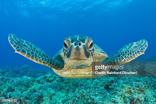 green turtle, chelonia mydas, maui, hawaii, usa - endangered animals fotografías e imágenes de stock