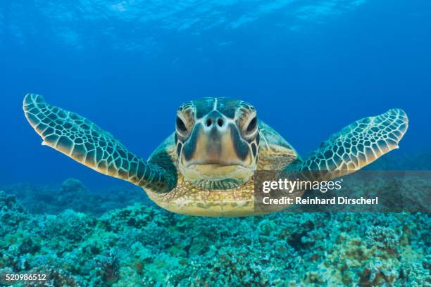 green turtle, chelonia mydas, maui, hawaii, usa - threatened species stockfoto's en -beelden