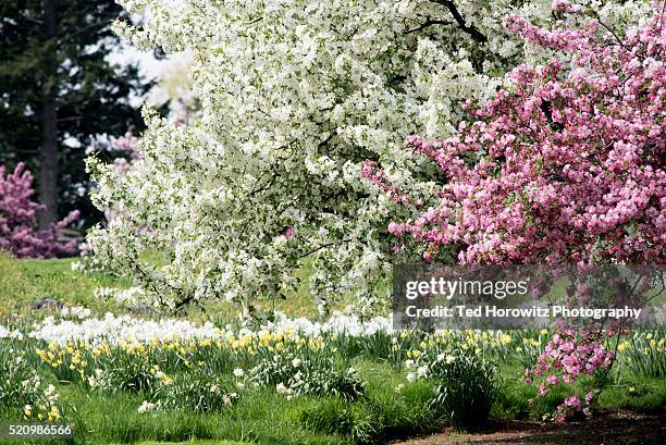 apple blossoms in bloom, new york botanical garden. - äppelblom bildbanksfoton och bilder