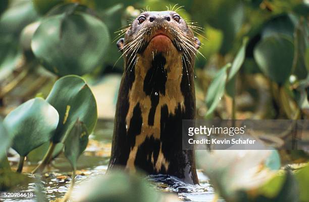 giant otter, brazil - giant otter stock-fotos und bilder