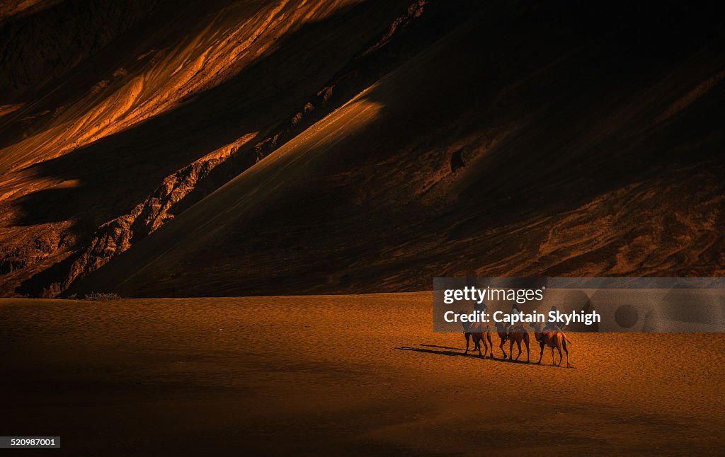 Camel rider
