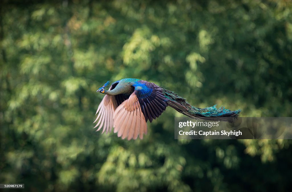 Flying Peacock