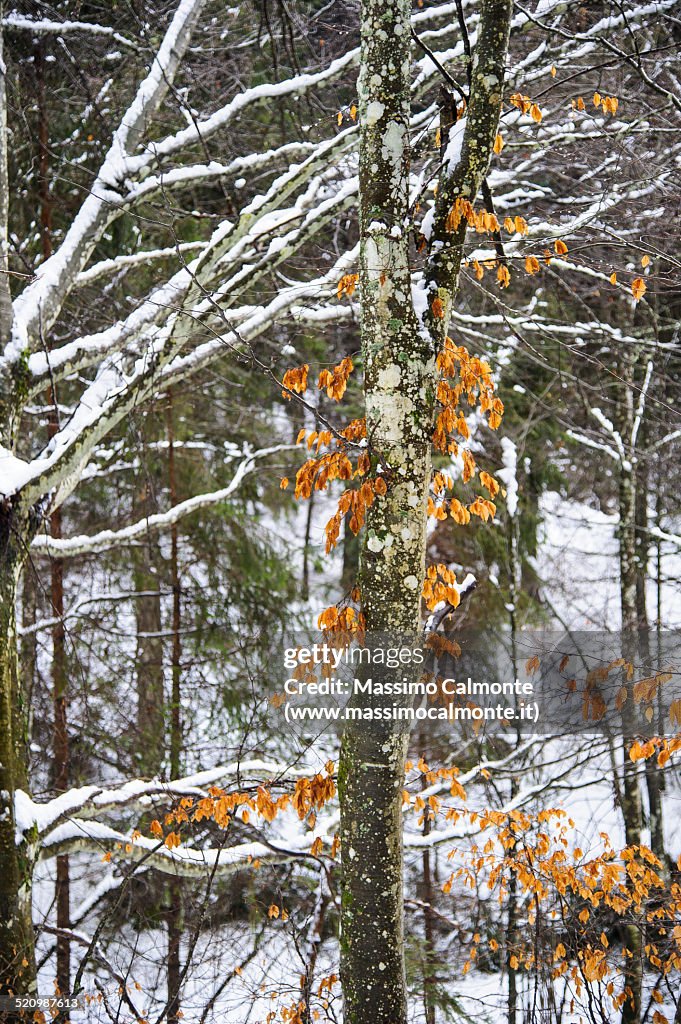 Birch three in the snow with the latest leaves