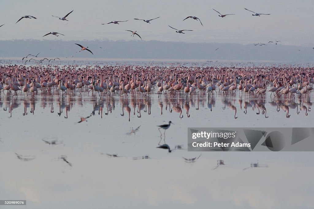 Flamingos and Quiet Lake