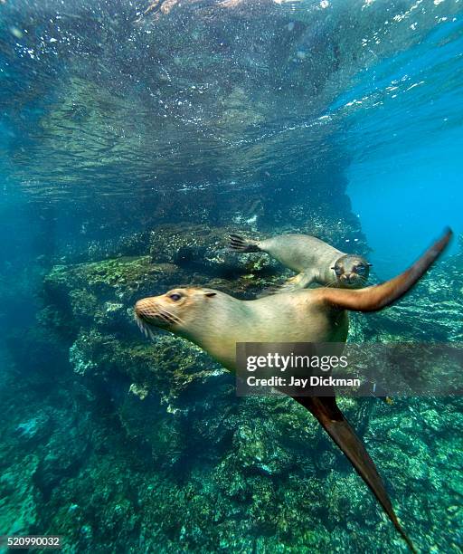 sea lions play in the galapagos - galapagos stockfoto's en -beelden