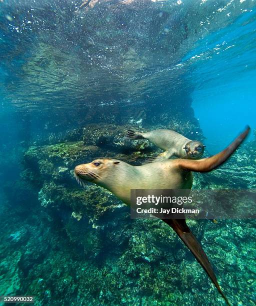 sea lions play in the galapagos - zalophus californianus imagens e fotografias de stock