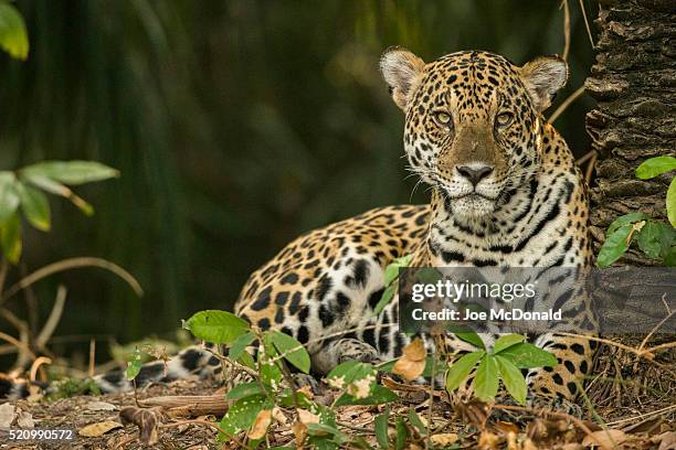 jaguar resting on bank of the pantal river - jaguar animal stock pictures, royalty-free photos & images