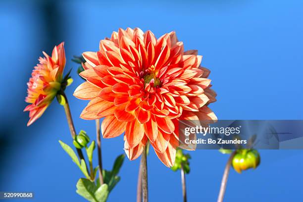 dahlia - bo zaunders stock pictures, royalty-free photos & images