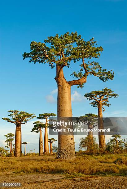madagascar, menabe, morondava. baobab trees alley - baobab tree stock-fotos und bilder