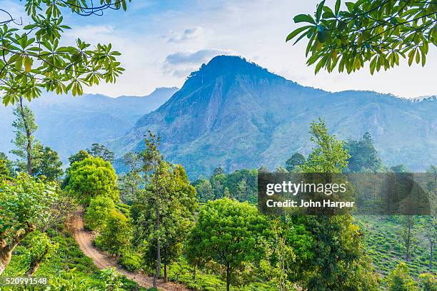 tea plantation, ella, sri lanka - ella sri lanka stockfoto's en -beelden