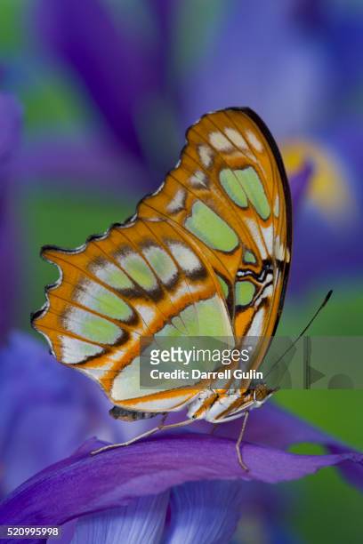 malachite butterfly resting on an iris - malaquita fotografías e imágenes de stock