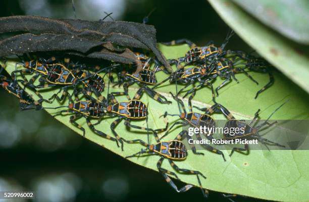 assassin bugs - kissing bug fotografías e imágenes de stock