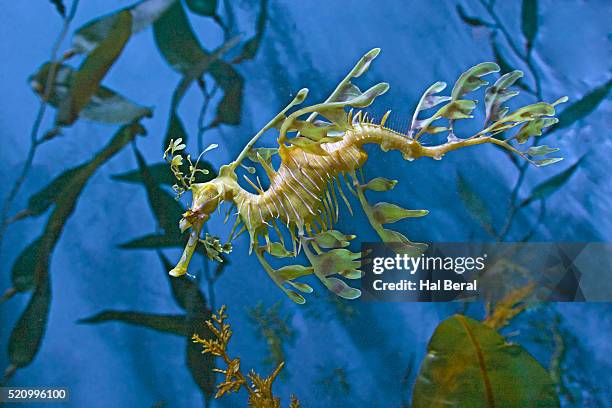 close-up of leafy sea dragon - seepferd stock-fotos und bilder