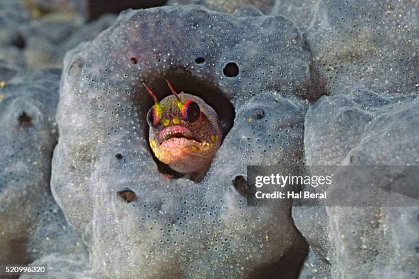 galapagos barnacle blenny peering out of a sponge - blenny stock pictures, royalty-free photos & images