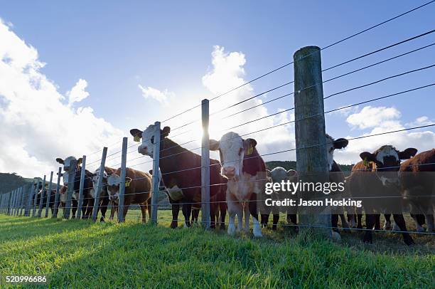 cattle herd in pen on grazing land - new zealand cow stock pictures, royalty-free photos & images