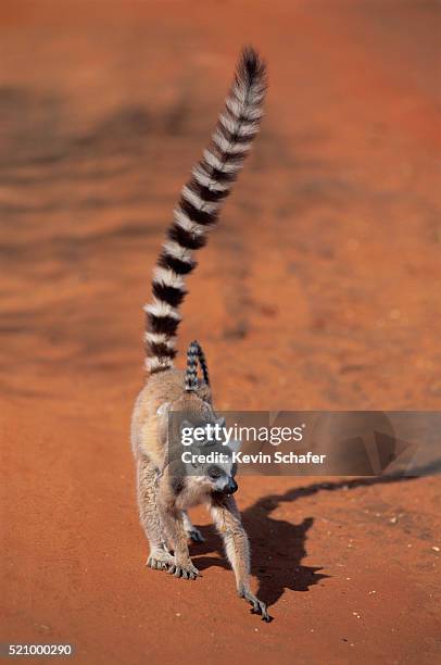 ring-tailed lemur mother with young - lémur de cola anillada fotografías e imágenes de stock