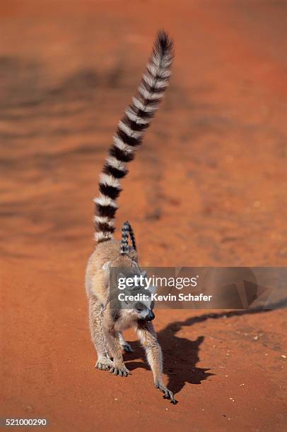 ring-tailed lemur mother with young - ring tailed lemur stock pictures, royalty-free photos & images