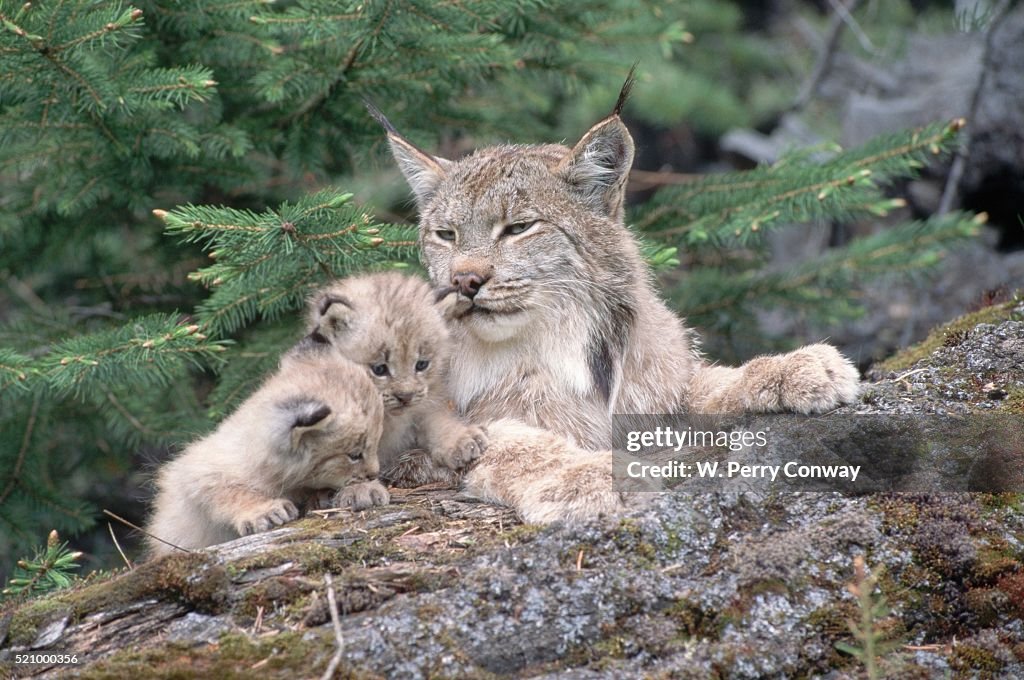 Canadian lynx family. Northern Rockies