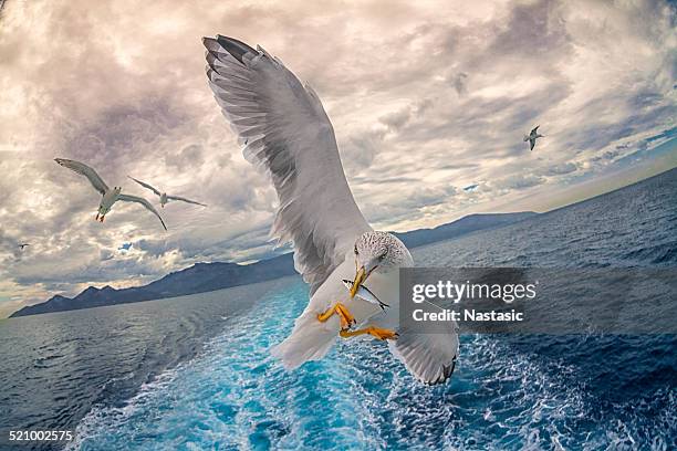 seagull fishing - seagull sea stock pictures, royalty-free photos & images