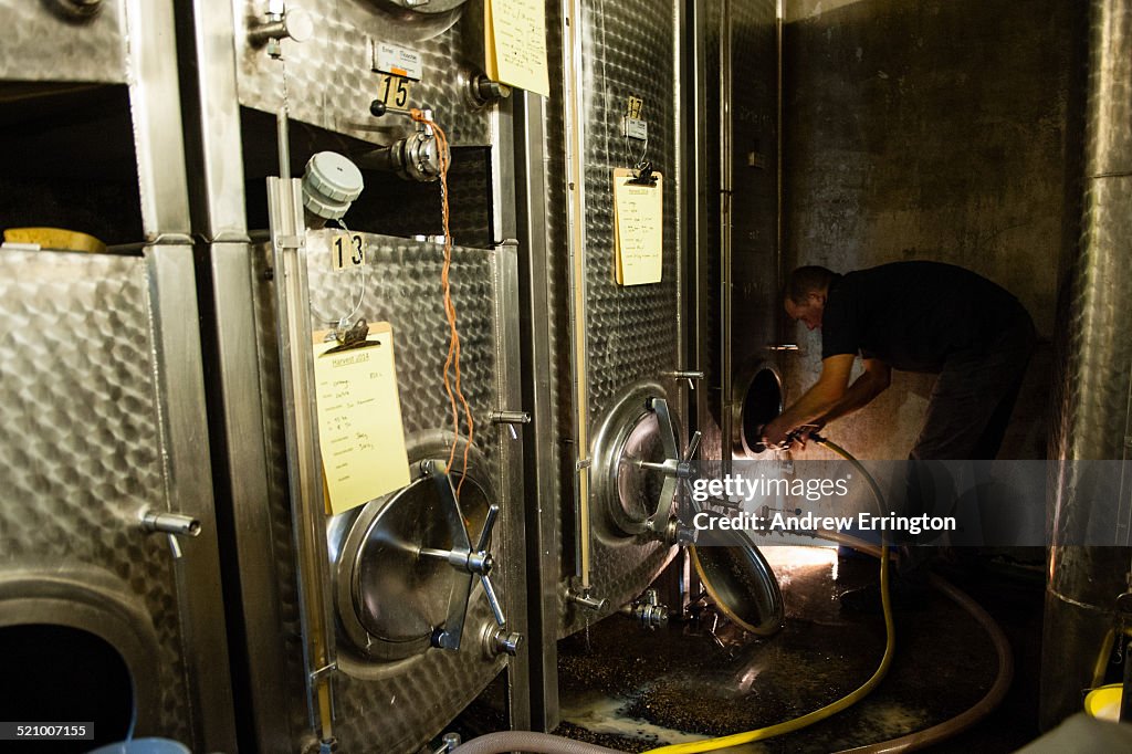 Wine Harvest